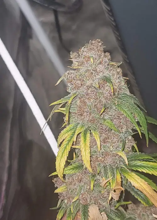 Popesicle by Night Owl Seeds, Autoflower cannabis strain