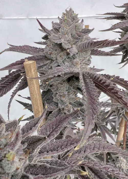 Poppin Bottlez by Solfire Gardens, Photoperiod cannabis strain
