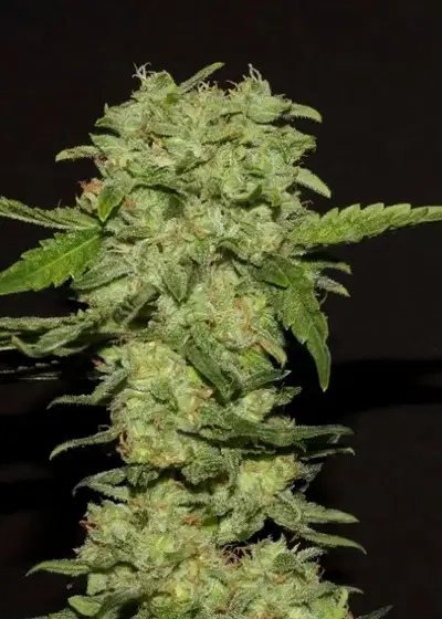 Portela by R-Kiem Seeds, Photoperiod cannabis strain