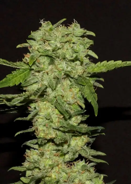 Portela by R-Kiem Seeds, Photoperiod cannabis strain