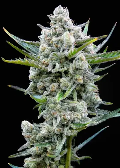 Pound Dawg F5 by Speedrun Seeds, Autoflower cannabis strain