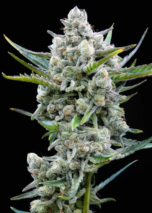 Pound Dawg F5 by Speedrun Seeds, Autoflower cannabis strain