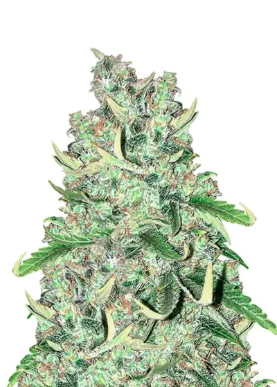 Power Plant Auto by Dutch Genetics, Autoflower cannabis strain