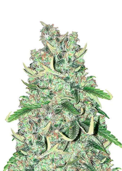 Power Plant Auto by Dutch Genetics, Autoflower cannabis strain