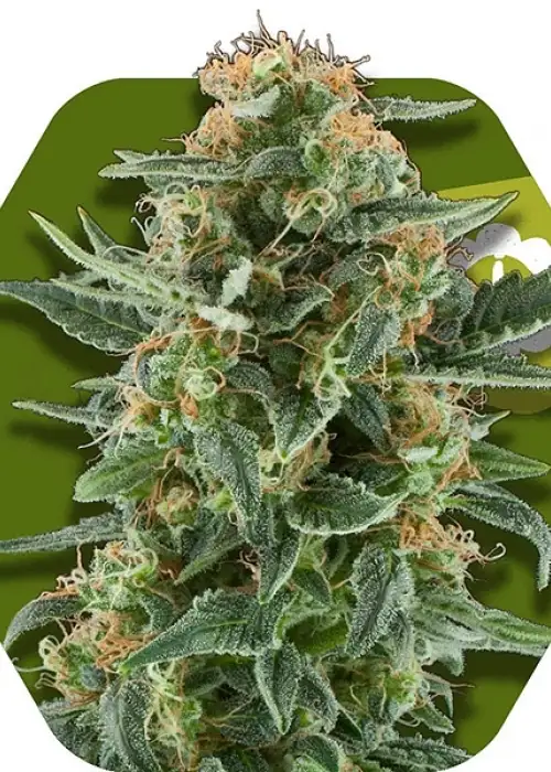 Power Plant XL Autoflowering by Zambeza, Autoflower cannabis strain
