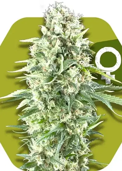 Power Plant XL cannabis strain