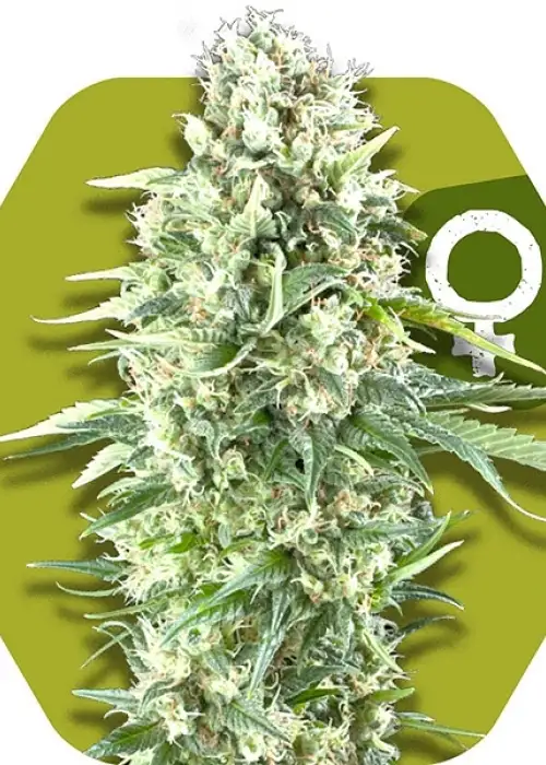 Power Plant XL by Zambeza, Photoperiod cannabis strain