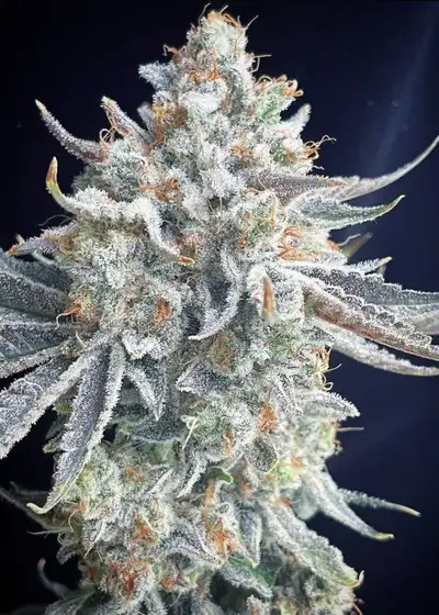 Power Punch by SinCity Seeds, Photoperiod cannabis strain