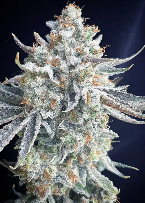 Power Punch by SinCity Seeds, Photoperiod cannabis strain