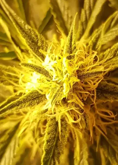 Power Surge Automatic by Aztech, Autoflower cannabis strain