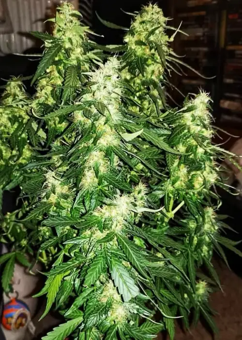 Power Surge by Aztech, Photoperiod cannabis strain