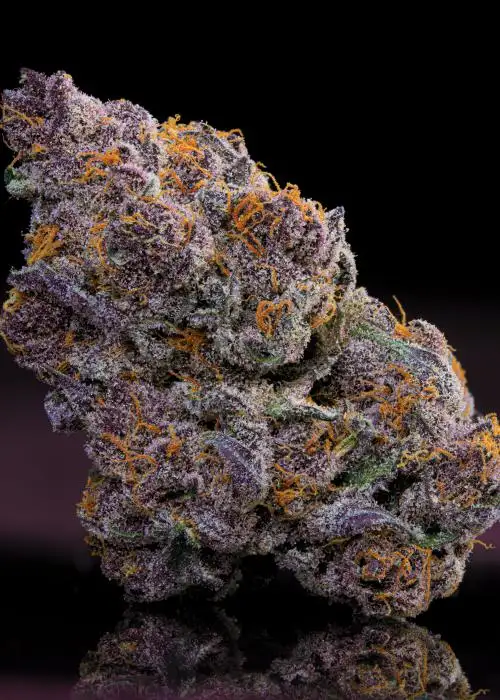 Powerz by Nasha Genetics, Photoperiod cannabis strain