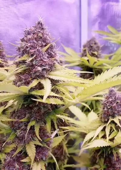Prayer Pupil by Mass Medical Strains, Photoperiod cannabis strain
