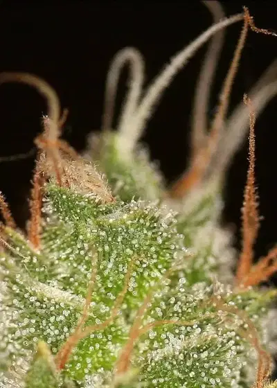 Pre-98 Bubba Kush x ON Haze F1 by Authentic Genetics, Photoperiod cannabis strain