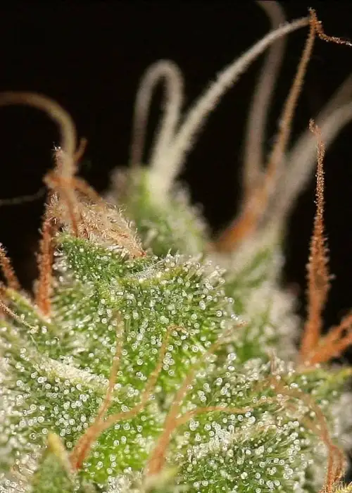 Pre-98 Bubba Kush x ON Haze F1 by Authentic Genetics, Photoperiod cannabis strain