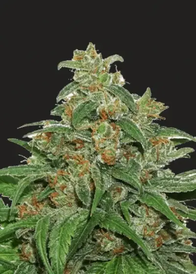 President 47 Autoflower by President Seeds, Autoflower cannabis strain