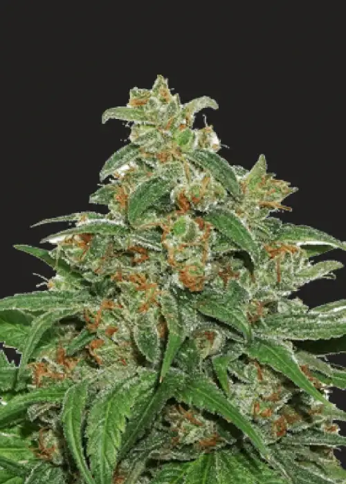 President 47 Autoflower by President Seeds, Autoflower cannabis strain