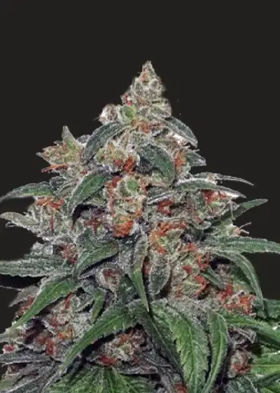President 47 by President Seeds, Photoperiod cannabis strain