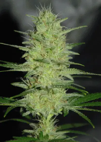 Pretty Lights by Cream of the Crop Seeds, Photoperiod cannabis strain