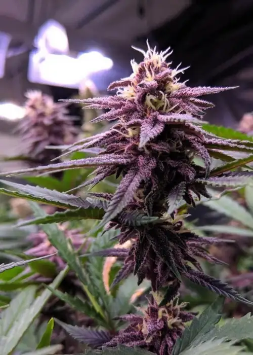 Pretty Wicked by Norstar Genetics, Photoperiod cannabis strain