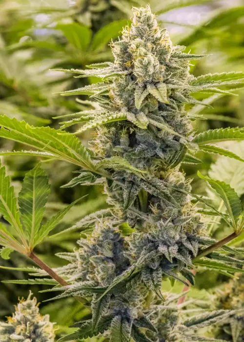 Princess Haze XX by Brothers Grimm Seeds, Photoperiod cannabis strain