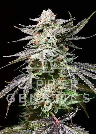 Prism OZ by Cipher Genetics, Photoperiod cannabis strain