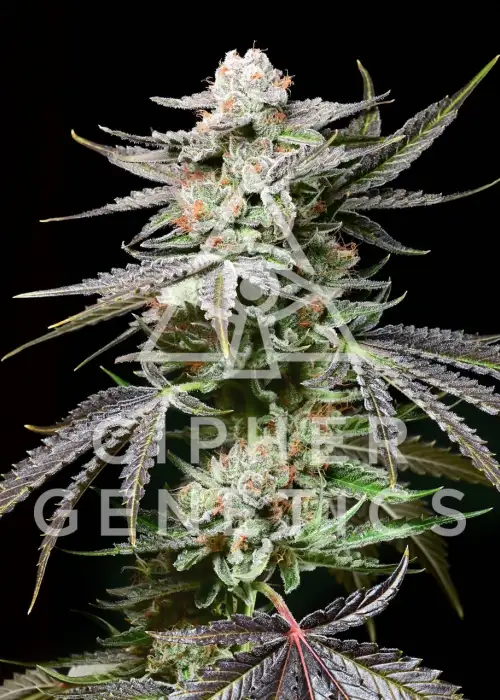 Prism OZ by Cipher Genetics, Photoperiod cannabis strain