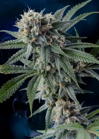 Professor Chaos by Homegrown Natural Wonders, Photoperiod cannabis strain
