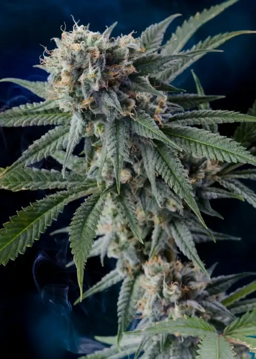 Professor Chaos by Homegrown Natural Wonders, Photoperiod cannabis strain