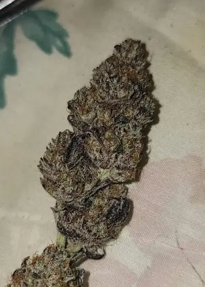 Project 51 Auto F4 by Roc Bud Inc Genetics, Autoflower cannabis strain