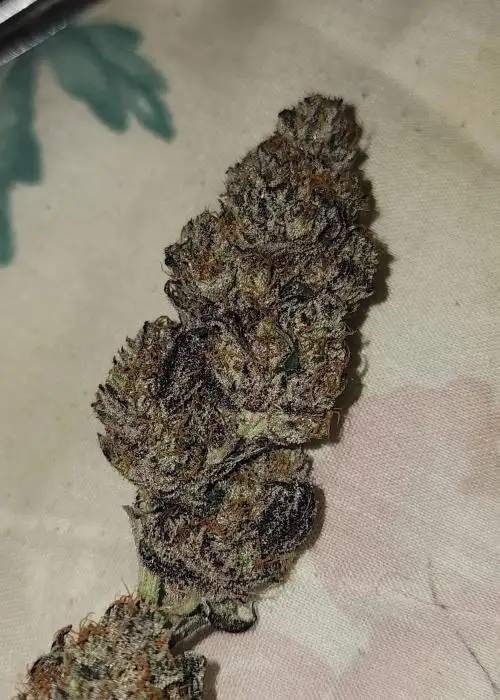 Project 51 Auto F4 by Roc Bud Inc Genetics, Autoflower cannabis strain