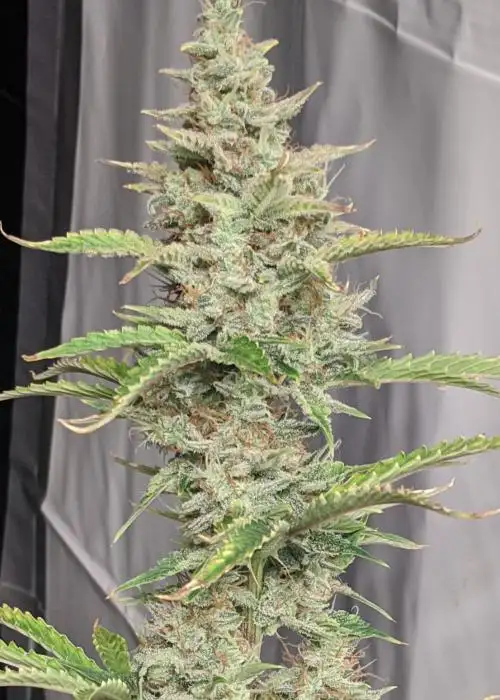 Prosecco by Brothers In Farms, Autoflower cannabis strain