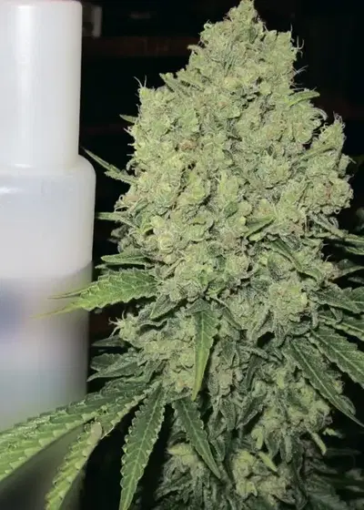 Prozack by Medical Seeds, Photoperiod cannabis strain