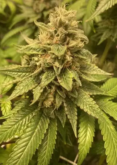 Prozecco by Conscious Genetics, Photoperiod cannabis strain