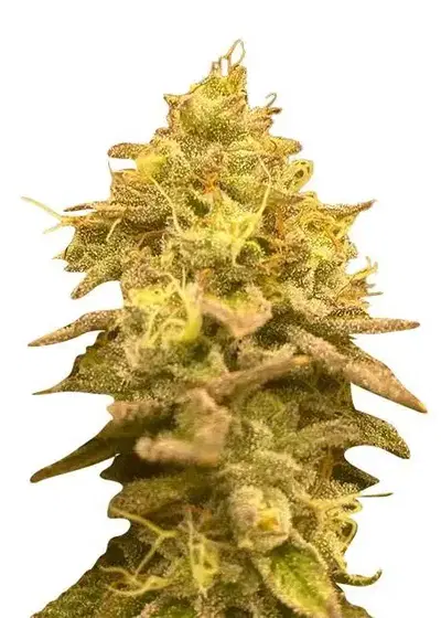 Psycho Crack by Rocket Seeds, Photoperiod cannabis strain