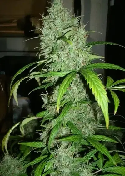 Psychofruit by Cream of the Crop Seeds, Autoflower cannabis strain