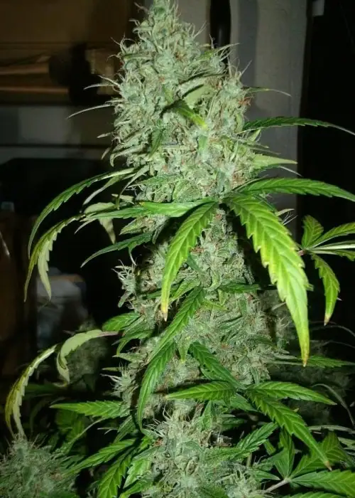 Psychofruit by Cream of the Crop Seeds, Autoflower cannabis strain