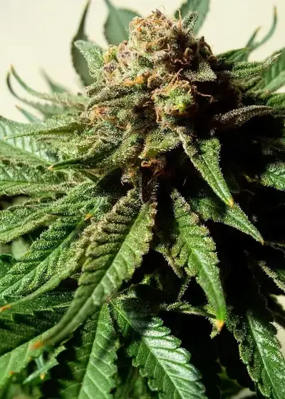 Psychotropic Mass by Critical Mass Collective, Photoperiod cannabis strain