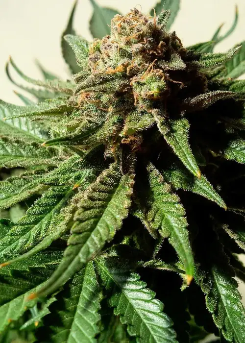 Psychotropic Mass by Critical Mass Collective, Photoperiod cannabis strain