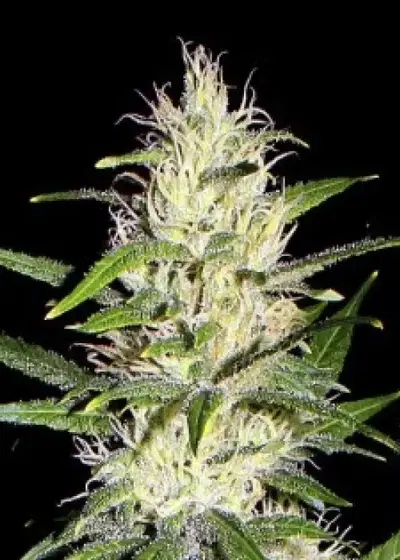 Public Enemy by Shaman Genetics, Photoperiod cannabis strain
