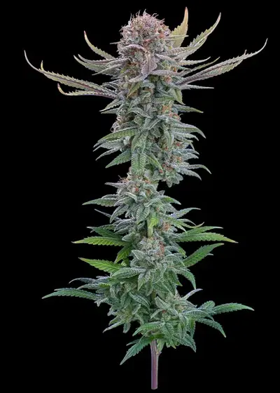 Puck Yes by Brothers Grimm Seeds, Photoperiod cannabis strain