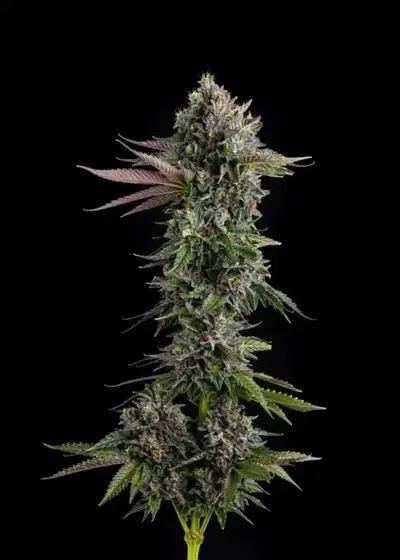 Puffinz by Compound Genetics, Photoperiod cannabis strain