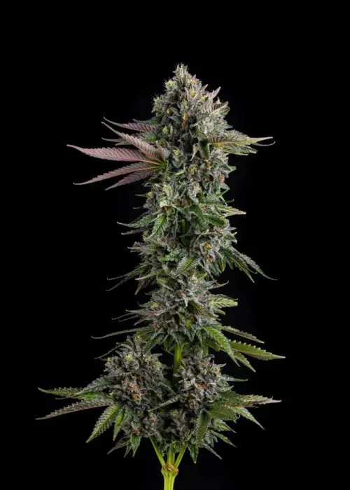 Puffinz by Compound Genetics, Photoperiod cannabis strain