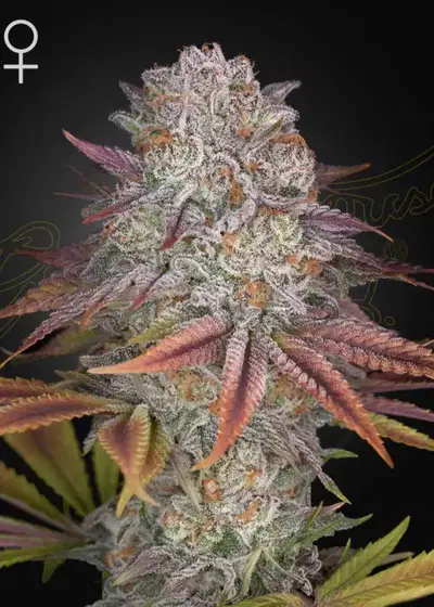 Pulp Friction by Green House Seed Co., Photoperiod cannabis strain