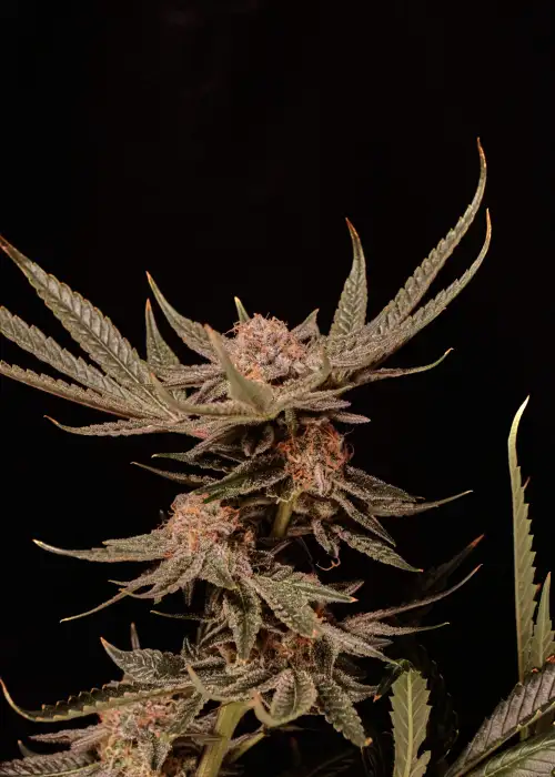Punch & Cookies by Mamiko Seeds, Photoperiod cannabis strain