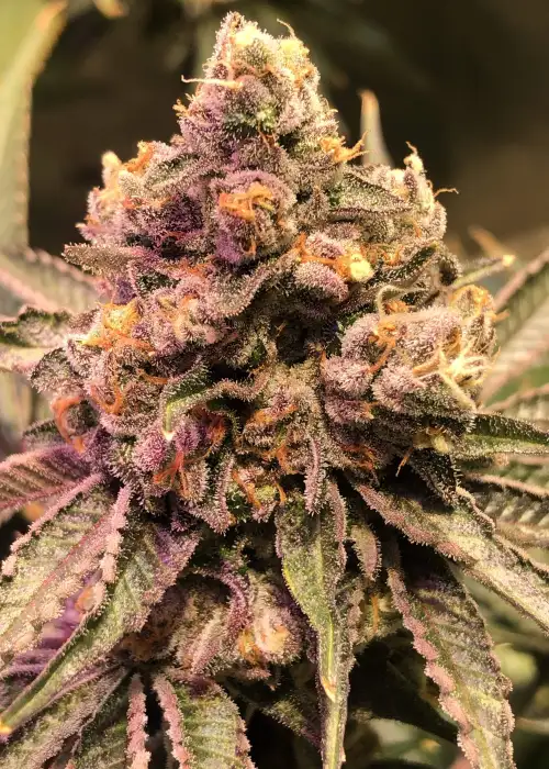 Punch The Cake by The Plug Seedbank, Photoperiod cannabis strain