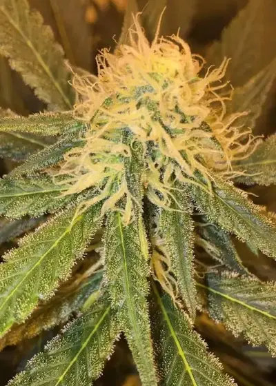 Punky Lion by Samsara Seeds, Photoperiod cannabis strain