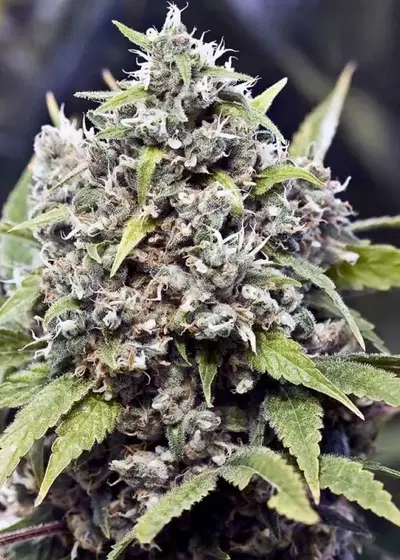 Pure AK by Female Seeds, Photoperiod cannabis strain