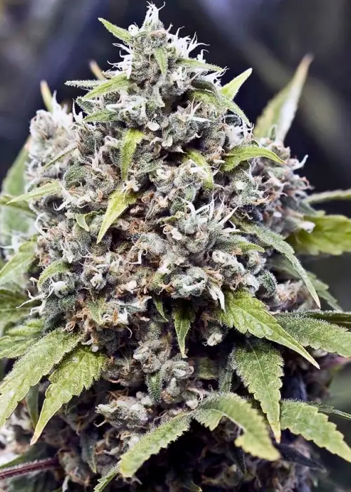 Pure AK by Female Seeds, Photoperiod cannabis strain