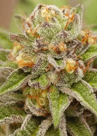 Pure Gelato by Vision Seeds, Photoperiod cannabis strain